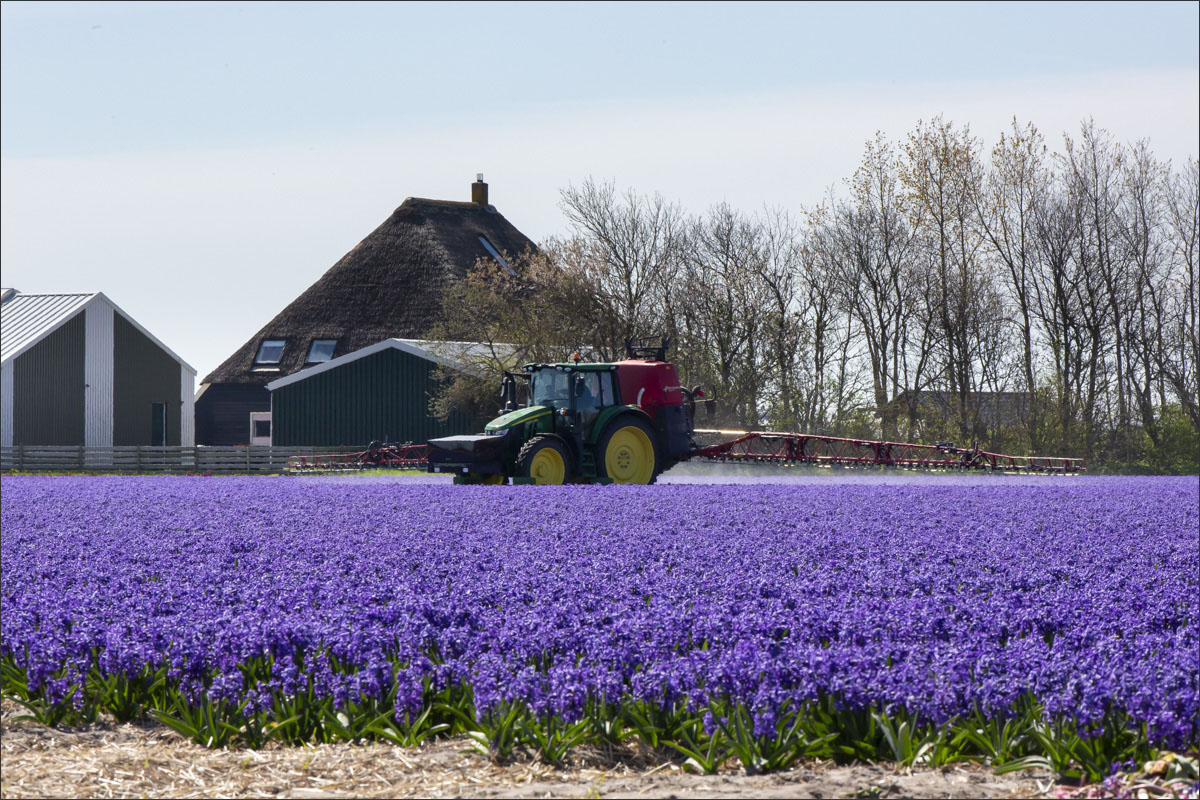 fotografie bloembollenteelt