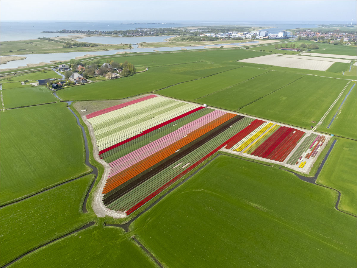 fotografie bloembollenteelt