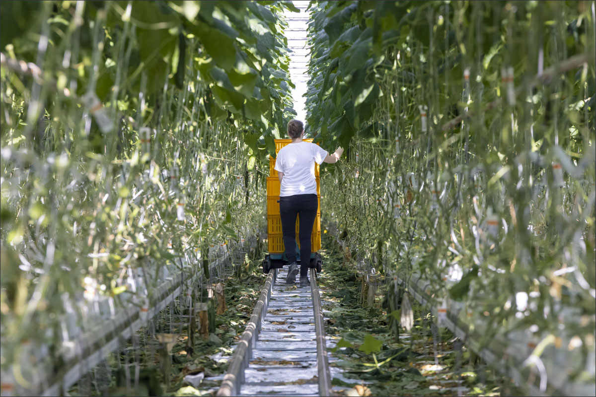 fotografie glastuinbouw