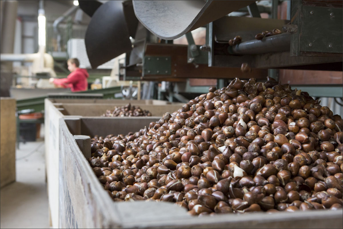 fotografie bloembollenteelt