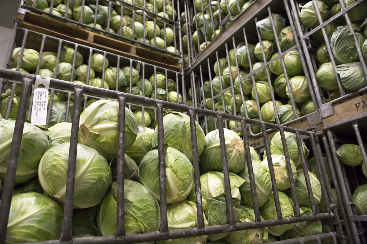 fotografie vollegrondgroenteteelt