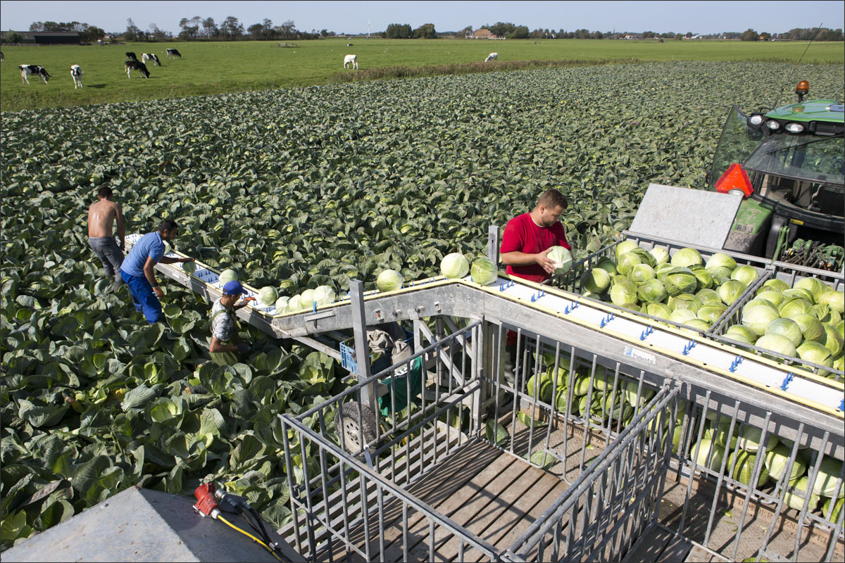 fotografie vollegrondgroenteteelt