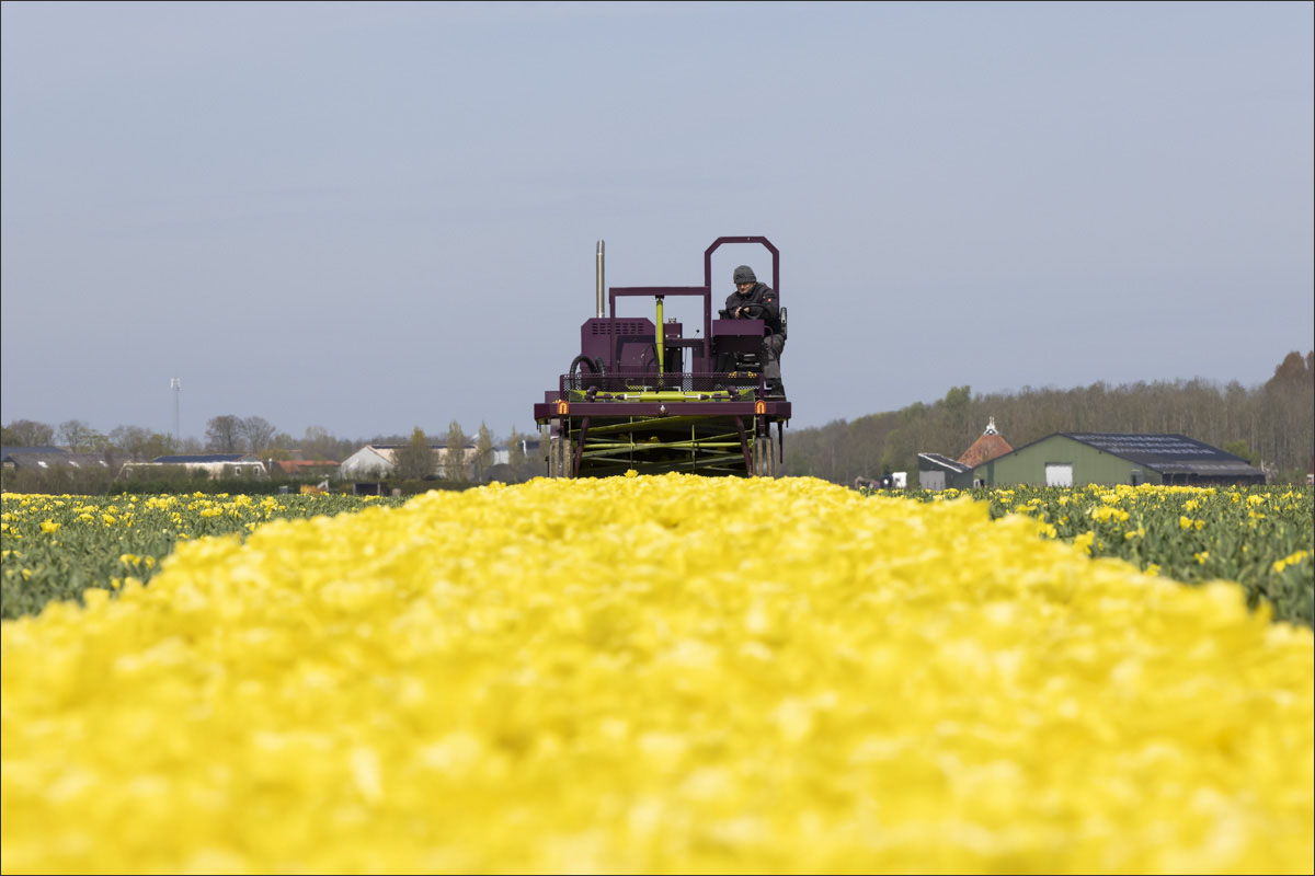 fotografie bloembollenteelt