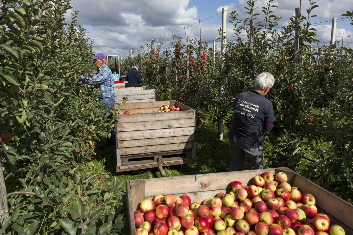 fotografie fruitteelt