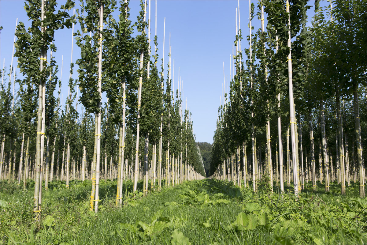 fotografie boomkwekerij