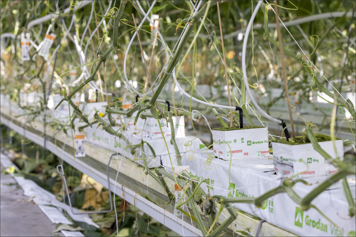 fotografie glastuinbouw