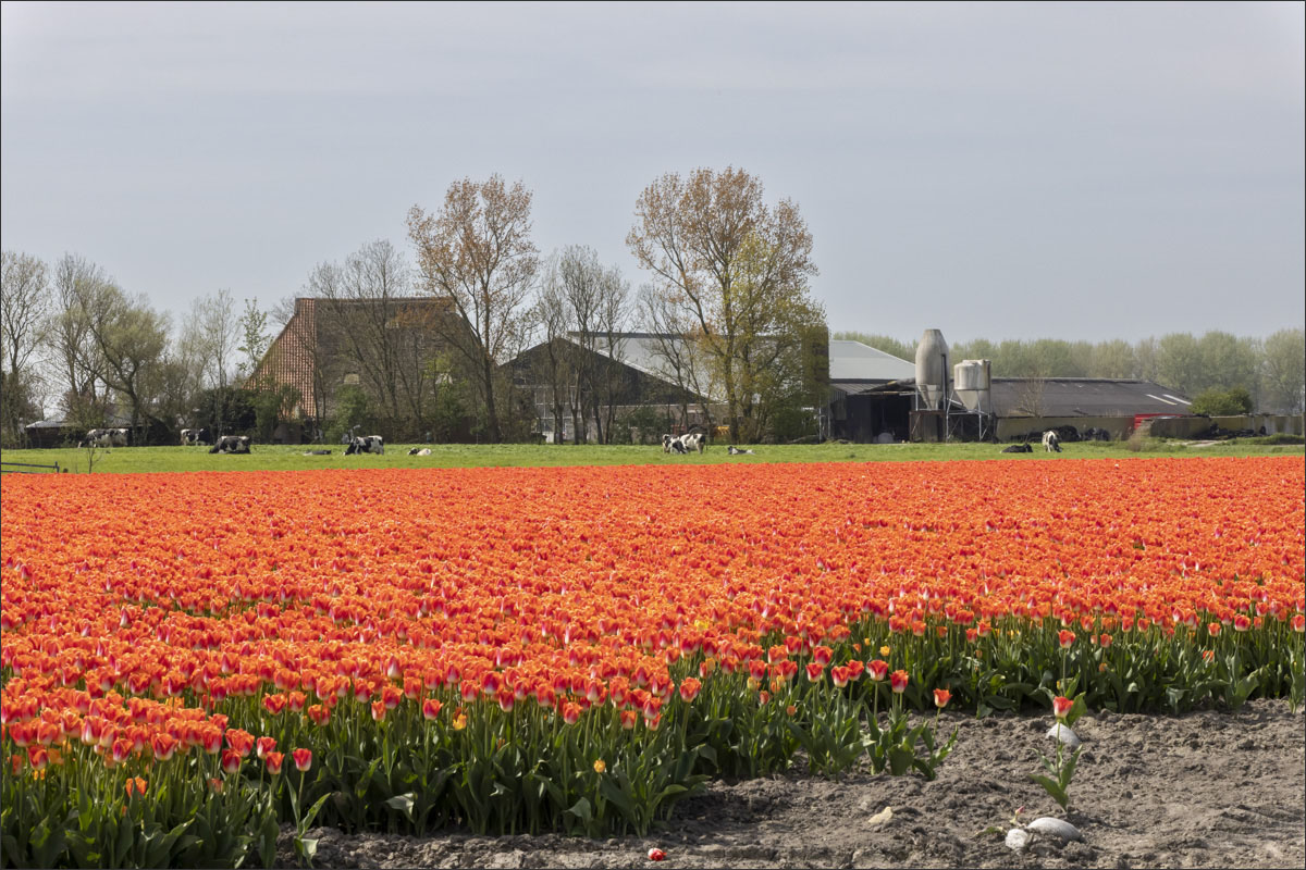 fotografie bloembollenteelt