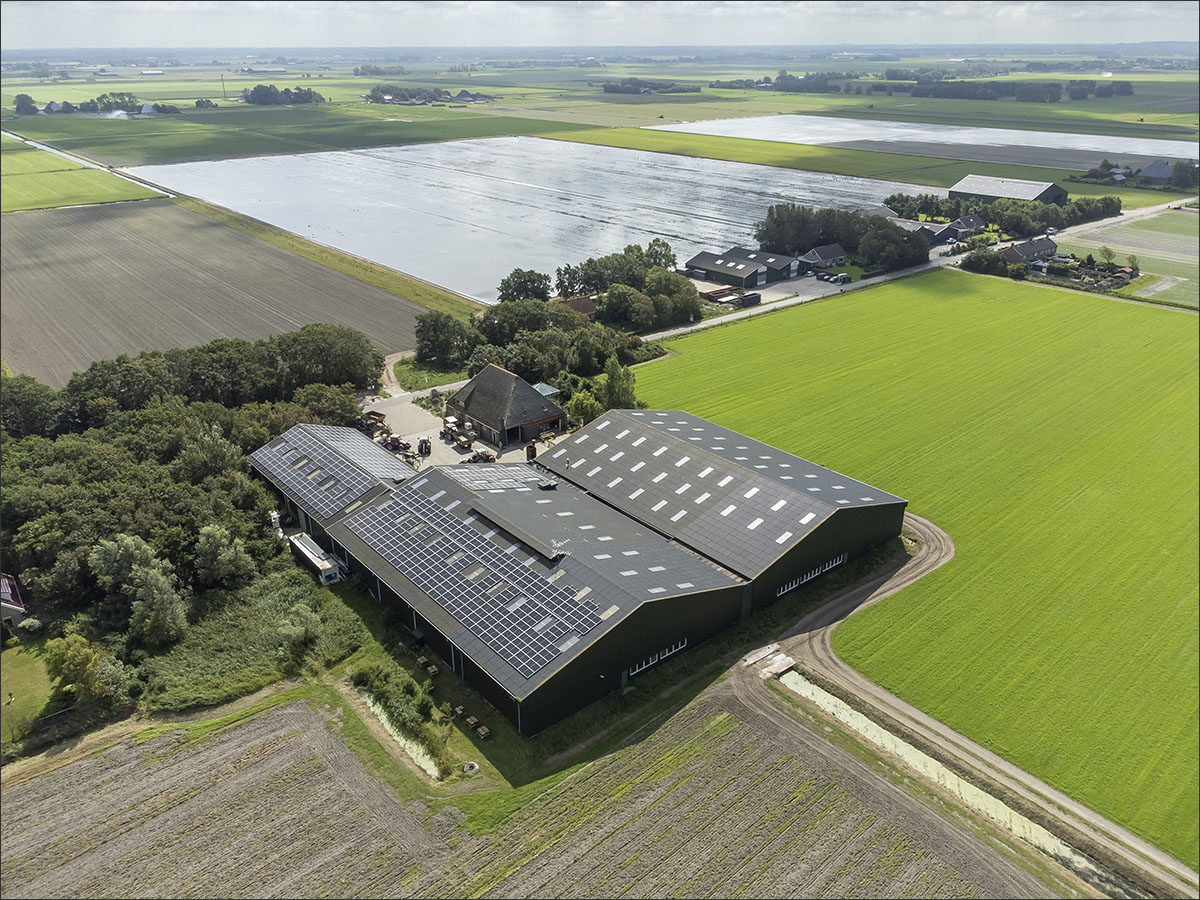 fotografie biologische bloembollenteelt