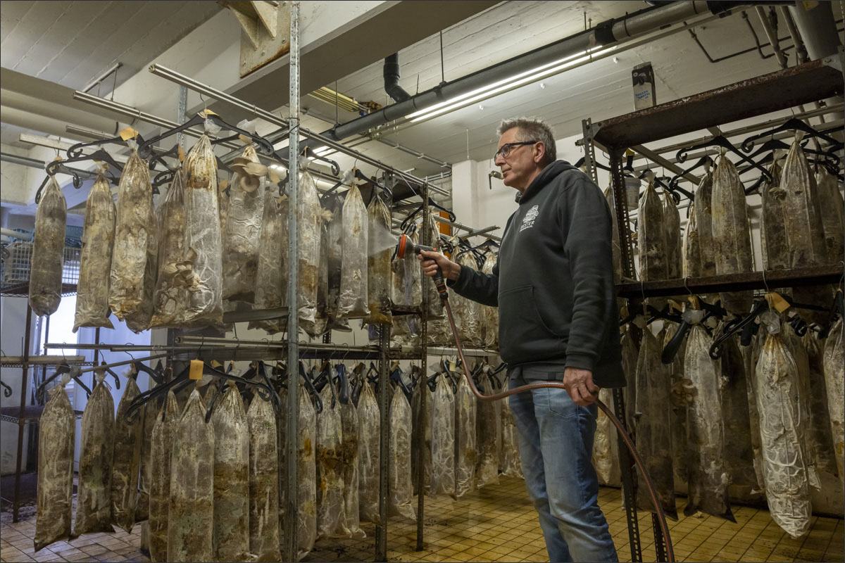 fotografie oesterzwamkwekerij